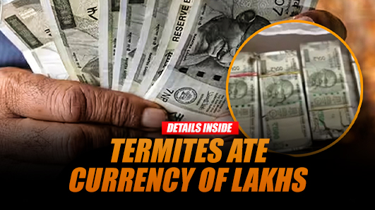 Termites Devour Womans Savings Notes Worth 2 Lakh Rupees Eaten by Pests in Udaipur Bank Locker